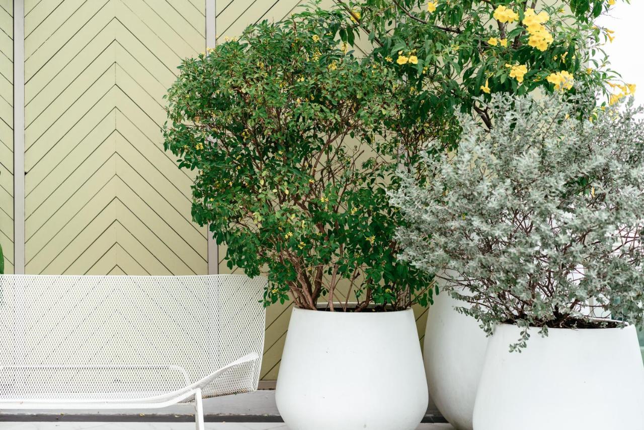 アキーラ トンロー バンコク【SHA Plus+認定】 バンコク都 エクステリア 写真 Ficus benjamina